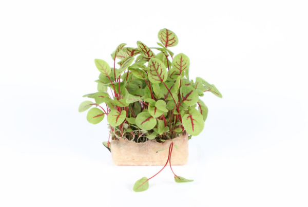 Mynd Red vein sorell cress Cresco