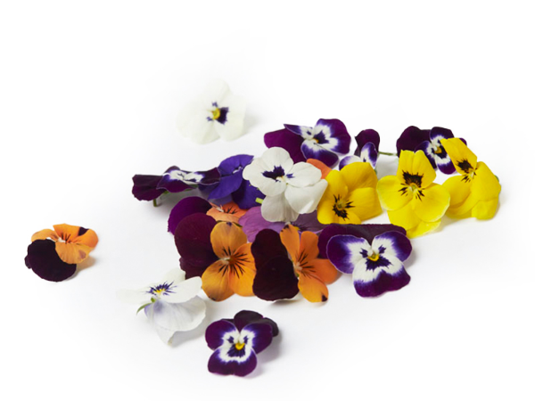 Mynd Violetta blóm 10 gr.