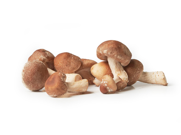 Mynd Baby shii-take 2 kg. lífrænir