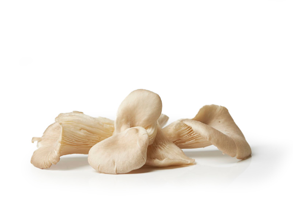 Mynd Sveppir Oyster 1,5 kg