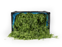Mynd Rucola 3,5 KG.GRIND - Þvegið