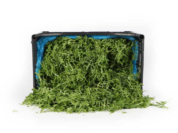 Mynd Rucola 3,5 KG.GRIND - Þvegið