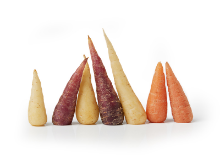 Mynd Gulrætur Chantenay regnboga 5 kg.