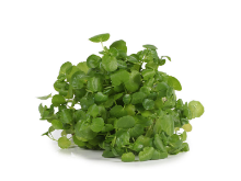 Mynd Vatnakarsi erl. 150 gr