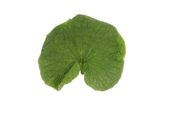 Mynd Wasabi Laufblöð ÍSL. 1 kg