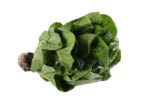 Mynd Romaine ísl. (Spretta) 250 gr