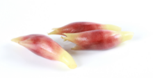 Mynd Myoga Japanese Ginger 5X50gr