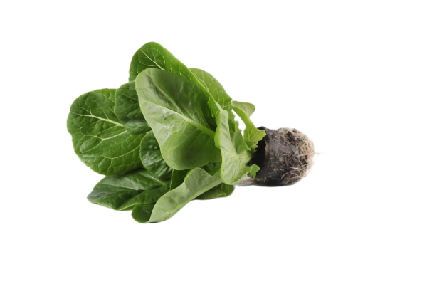 Mynd Baby Romain (Spretta) 160 gr